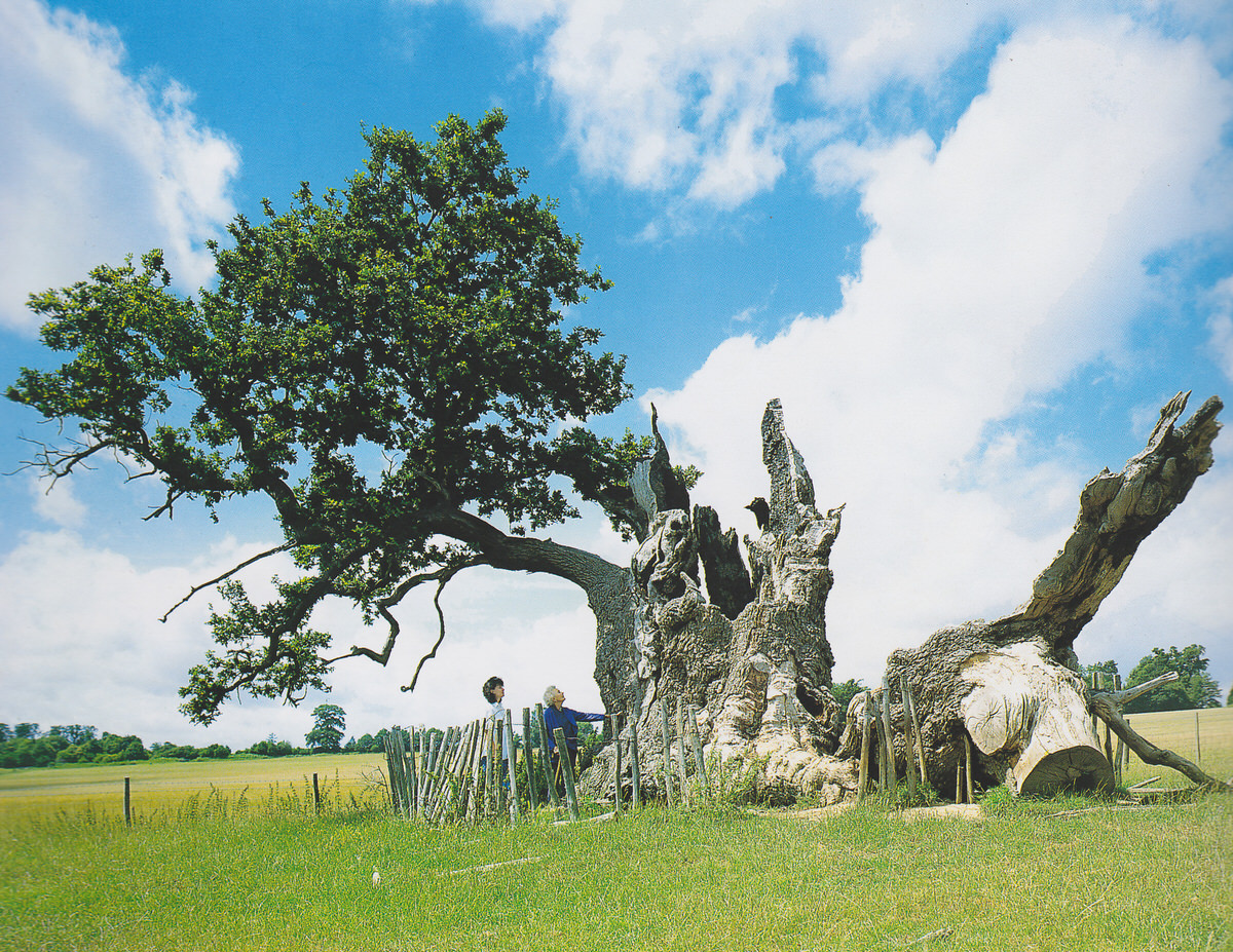 Sidney's Oak ancient British Oak tree which inspired Mark Reed to create his sculptural metal dining table- Sidney's Oak Dining Table