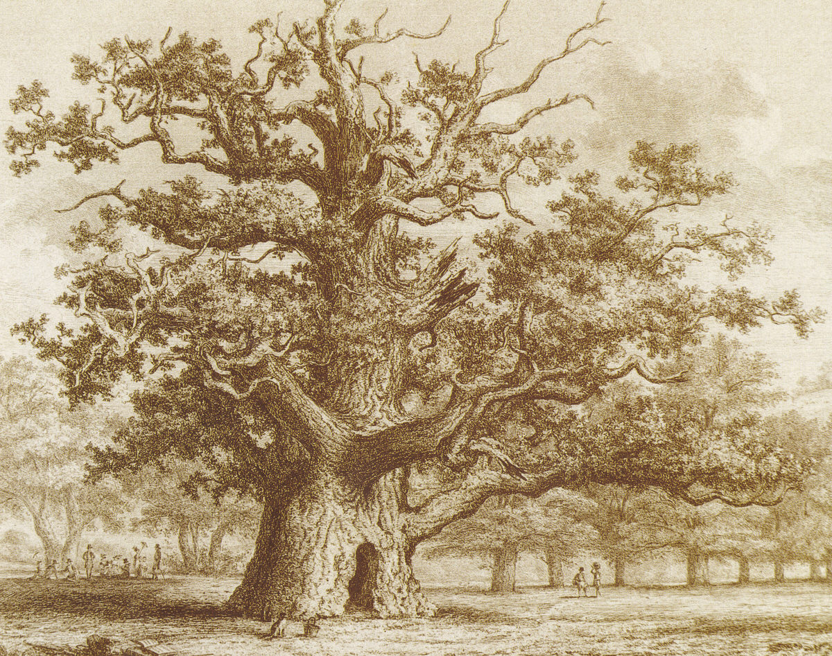 Sidneys Oak ancient tree painting by Jacob Strutt in  medieval penshurst place near London, England 1822