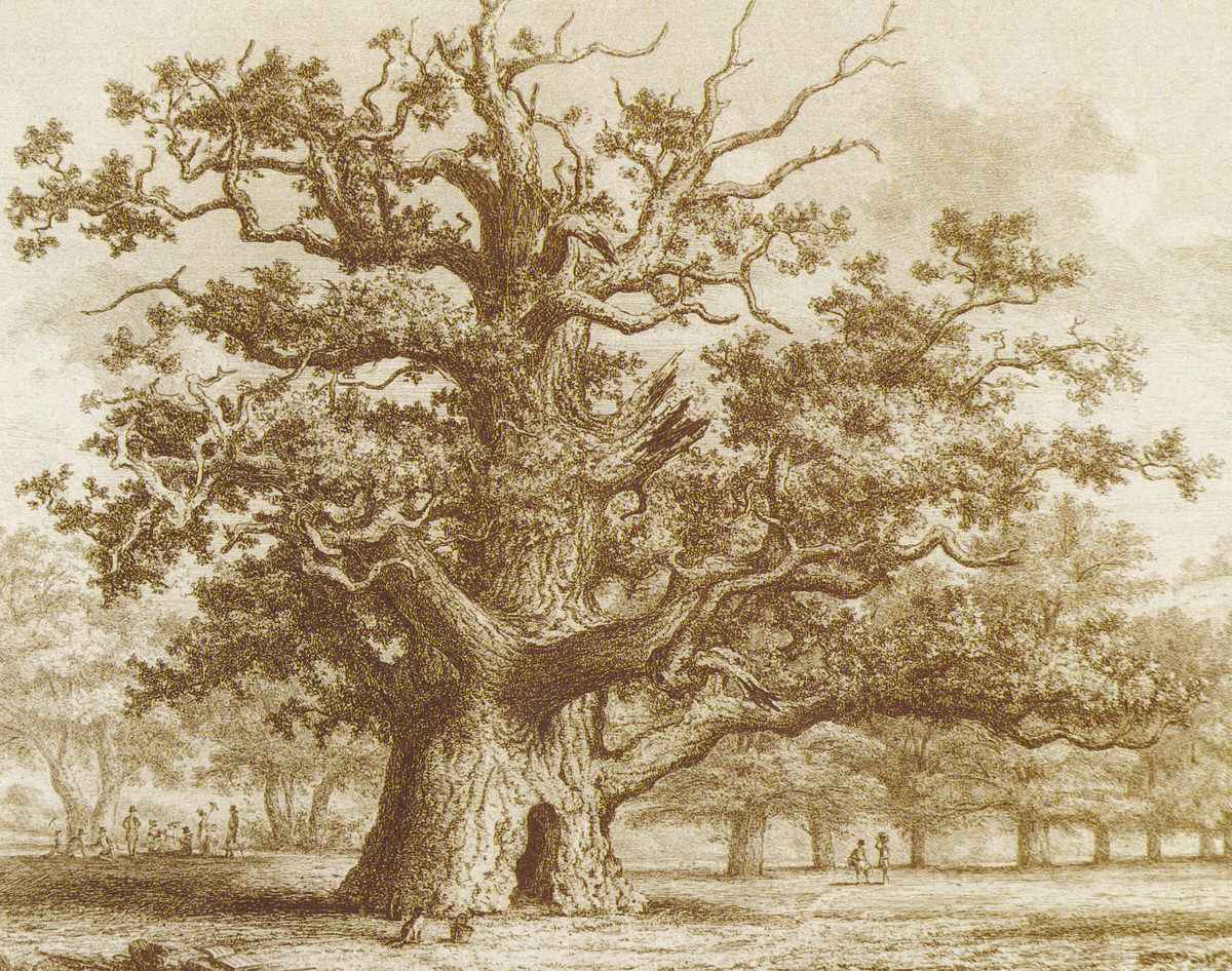 Sidneys Oak ancient tree painting by Jacob Strutt in medieval penshurst place near London, England 1822